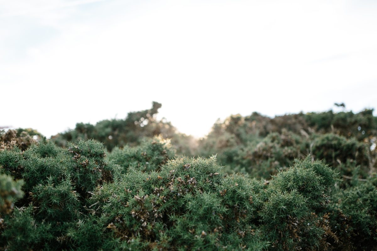 trendzphotography-photographe-mariage-bretagne-morbihan-belle-ile trendzphotography-photographe-mariage-bretagne-morbihan-belle-ile-helene-thibaut